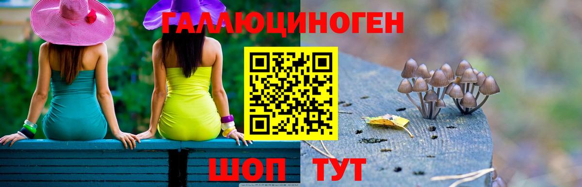 Галлюциногенные грибы Psilocybe Михайловка